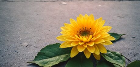 A gratidão e a felicidade: Construindo uma vida mais plena através da gratidão