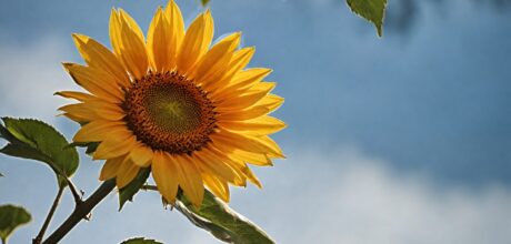 A gratidão e a saúde física: Como cultivar uma atitude de gratidão pode impactar positivamente o seu bem-estar geral